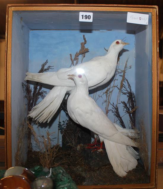 2 cased doves